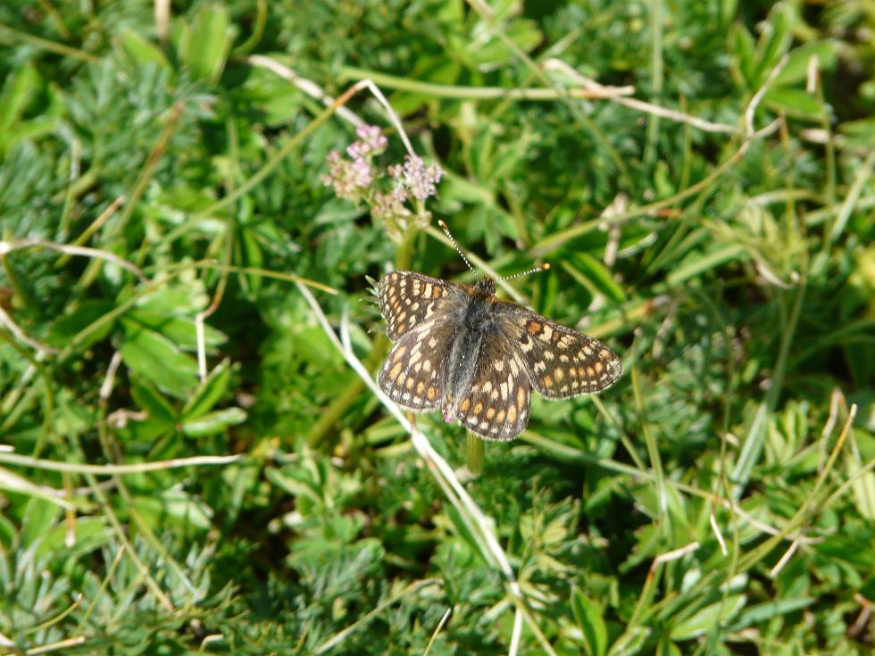 Farfalle Ortles-Cevedale-Stelvio